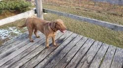 Hledáme domov pro 5ti letou fenu Chesapeake Bay Retriever