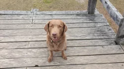 Hledáme domov pro 5ti letou fenu Chesapeake Bay Retriever