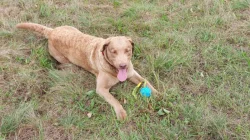 Hledáme domov pro 5ti letou fenu Chesapeake Bay Retriever