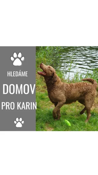 Hledáme domov pro 5ti letou fenu Chesapeake Bay Retriever