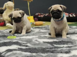 MOPS s PP.FCI