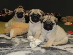 MOPS s PP.FCI