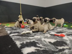 MOPS s PP.FCI