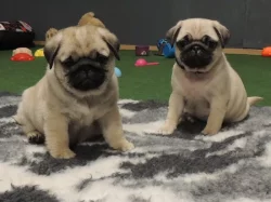MOPS s PP.FCI