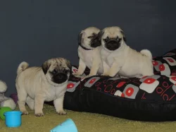MOPS s PP.FCI
