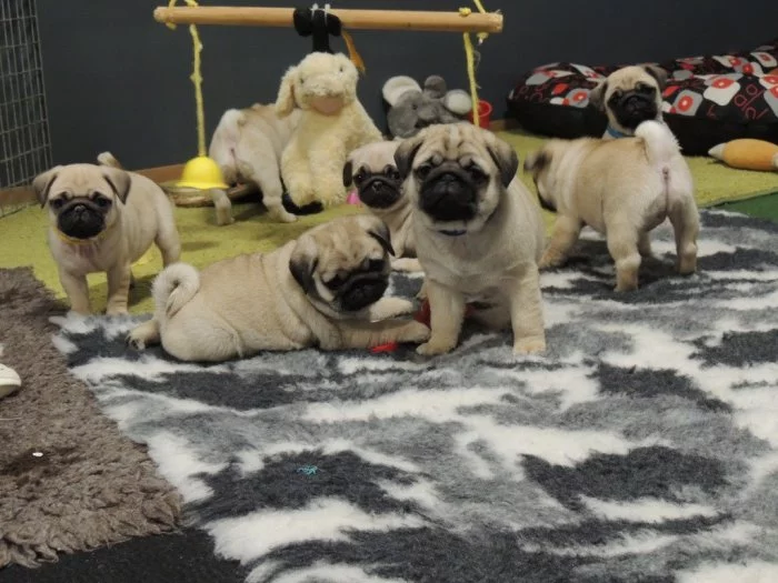 MOPS s PP.FCI