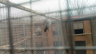 Prodám Žaka Liberijskýho
