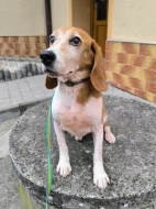 ADOPTUJ PIŠTU - ADOPTUJ VÍTR