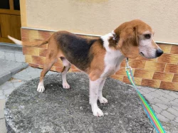 ADOPTUJ PIŠTU - ADOPTUJ VÍTR