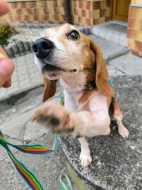 ADOPTUJ PIŠTU - ADOPTUJ VÍTR