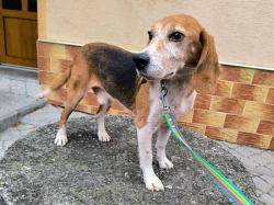 ADOPTUJ PIŠTU - ADOPTUJ VÍTR