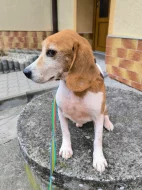 ADOPTUJ PIŠTU - ADOPTUJ VÍTR