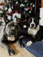 Americký staford blu-gen