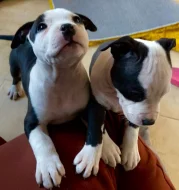 Americký staford blu-gen