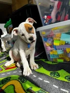 Americký staford blu-gen