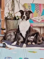 Americký staford blu-gen