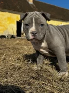 Americký staford blu-gen