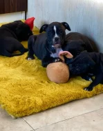 Americký staford blu-gen