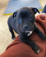 Americký staford blu-gen