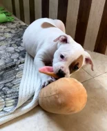 Americký staford blu-gen