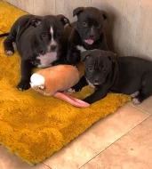 Americký staford blu-gen