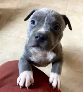 Americký staford blu-gen