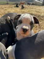 Americký staford blu-gen