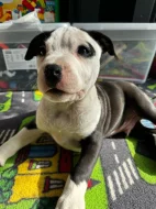 Americký staford blu-gen