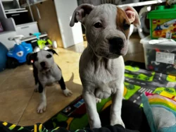 Americký staford blu-gen