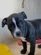 Americký staford blu-gen