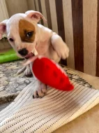 Americký staford blu-gen