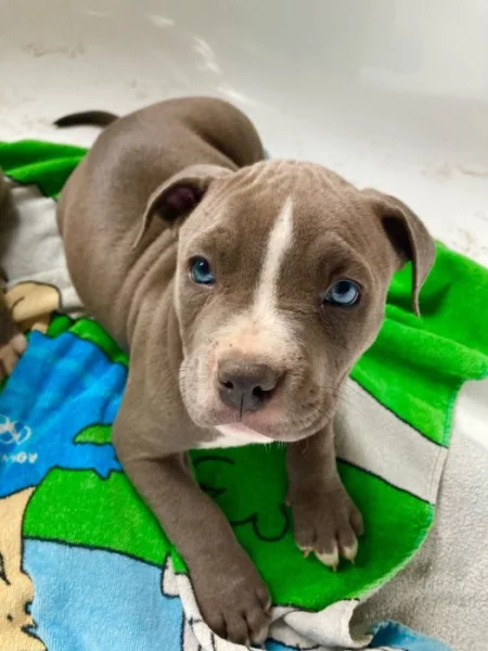 Americký staford blu-gen