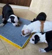 Americký staford blu-gen