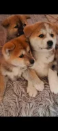 Akita inu