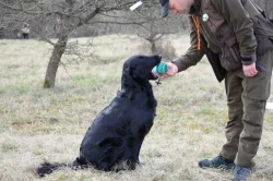 Nabízím úžásná štěňátka Flat Coated Retrívra – k odběru 21. 6. 2025