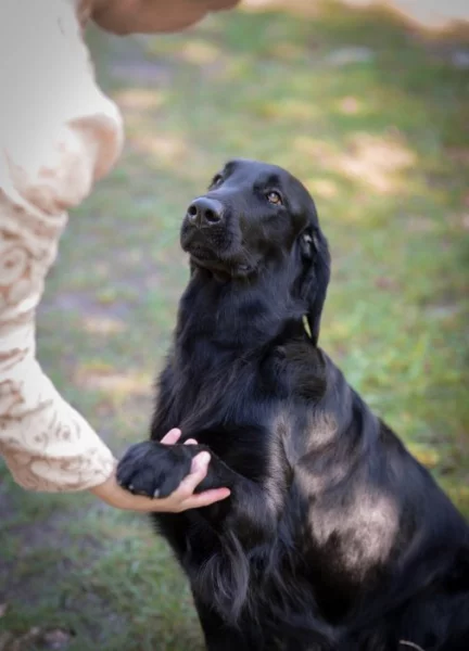 Nabízím úžásná štěňátka Flat Coated Retrívra – k odběru 21. 6. 2025