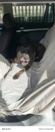 9 letý kříženec ke krytí
