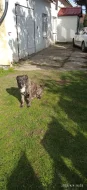 9 letý kříženec ke krytí