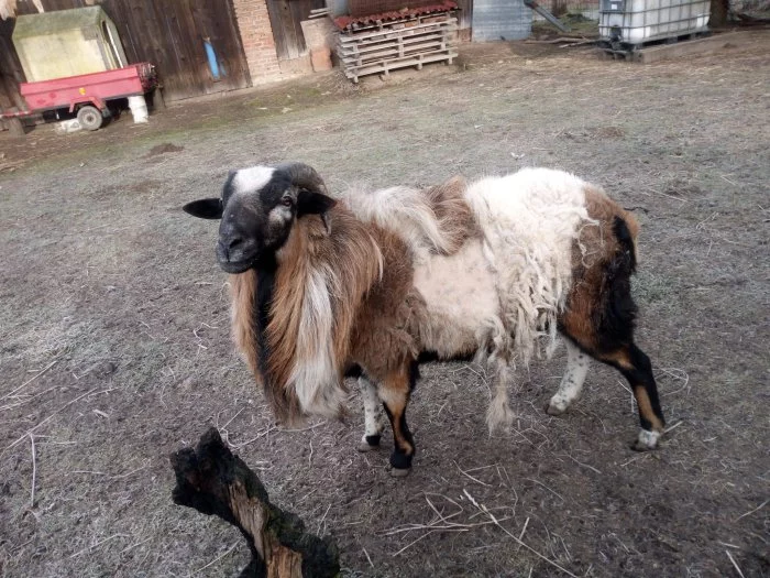 Prodám berana