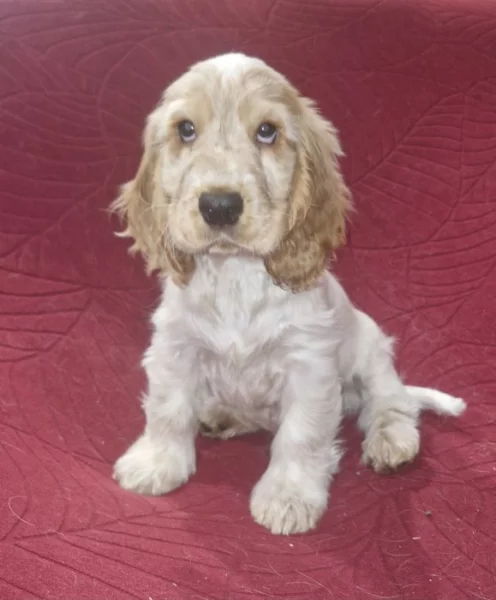 Anglický kokršpaněl s PP