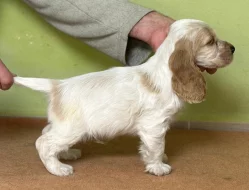 Anglický kokršpaněl s PP