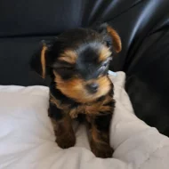 Jorkširský terier bez Pp