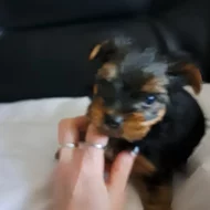 Jorkširský terier bez Pp