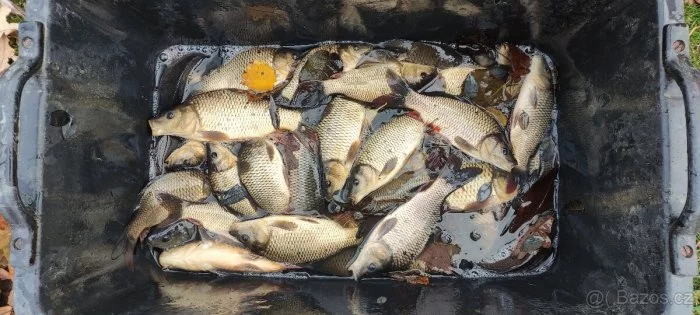 prodám násadu kapra K-3