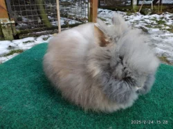 Teddy králíčci z kvalitního dlouholetého chovu