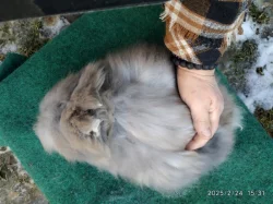 Teddy králíčci z kvalitního dlouholetého chovu