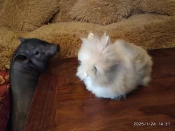 Teddy králíčci z kvalitního dlouholetého chovu