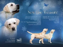 Labrador retriver s PP (smetanová)