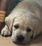 Labrador retriver s PP (smetanová)