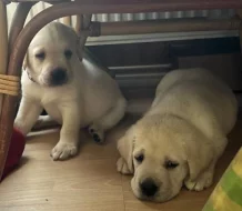 Labrador retriver s PP (smetanová)